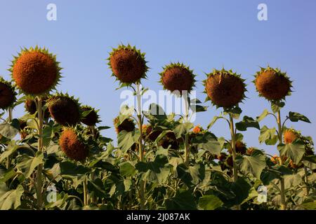 Betrieb einer Bürgen, Evanichten, auf einem Sonnenblumenfeld, angebaut zur Produktion von Sonnenblumenkernen und zur Gewinnung von Sonnenblu Banque D'Images