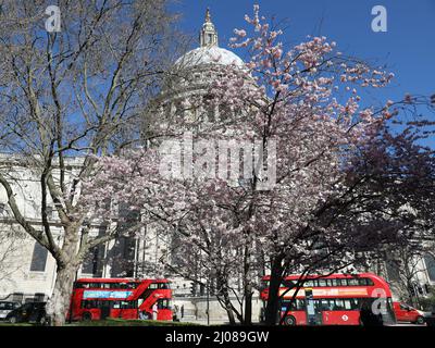 Londres, Grande-Bretagne. 17th mars 2022. Des fleurs fleuries sont visibles près de la cathédrale St Paul à Londres, en Grande-Bretagne, le 17 mars 2022. Crédit : Li Ying/Xinhua/Alay Live News Banque D'Images