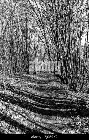 Vue en noir et blanc d'un petit sentier de randonnée, qui s'enroule à travers un épais de jeunes hornbeam dans le sud des Downs du Kent Banque D'Images