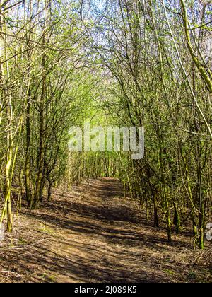 Un petit sentier de randonnée, qui s'enroule à travers un épais de jeunes hornbeam dans le sud des Downs du Kent Banque D'Images