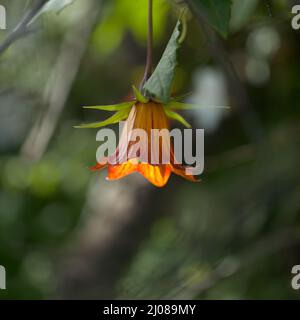 Flore de Gran Canaria - Canarina canariensis, fleur de bellflower canari fond macro floral naturel Banque D'Images