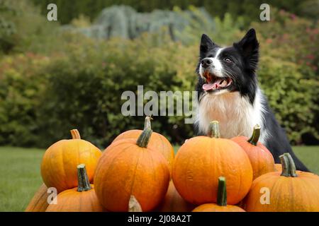 Smiling Border Collie est assis avec Group of Orange Pumpkins dehors. Joyeux chien noir et blanc avec Cucurbita Pepo dans le jardin. Banque D'Images