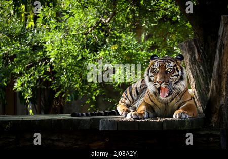 Le tigre de Malaisie nawns dans le jardin zoologique. Panthera Tigris Tigris se trouve dans le zoo. Animal en voie de disparition à l'extérieur. Banque D'Images