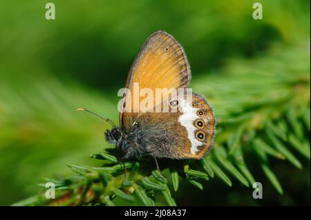 Darwin's Heath (Coenonympha darwiniana papillon) Banque D'Images