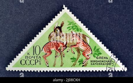Timbre-poste annulé imprimé par l'Union soviétique, qui montre Red Deer (Cervus elaphus), vers 1973. Banque D'Images