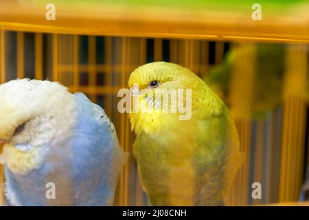 Une cage de perroquets mignons à vendre sur le marché aux fleurs et aux oiseaux Banque D'Images