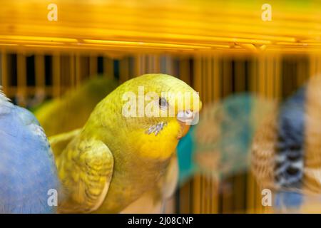 Une cage de perroquets mignons à vendre sur le marché aux fleurs et aux oiseaux Banque D'Images