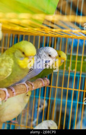 Une cage de perroquets mignons à vendre sur le marché aux fleurs et aux oiseaux Banque D'Images