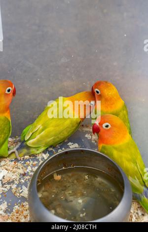 Une cage de perroquets mignons à vendre sur le marché aux fleurs et aux oiseaux Banque D'Images