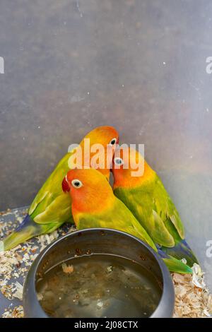 Une cage de perroquets mignons à vendre sur le marché aux fleurs et aux oiseaux Banque D'Images