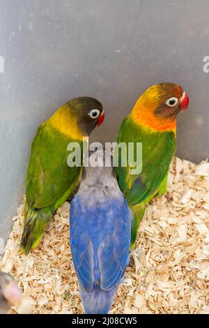 Une cage de perroquets mignons à vendre sur le marché aux fleurs et aux oiseaux Banque D'Images