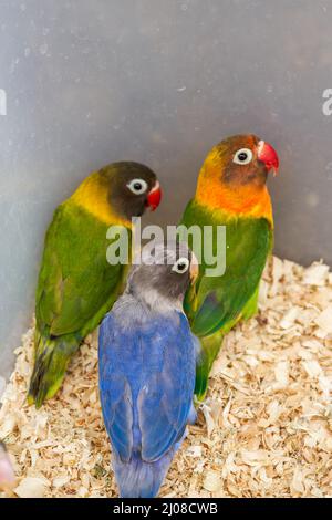 Une cage de perroquets mignons à vendre sur le marché aux fleurs et aux oiseaux Banque D'Images