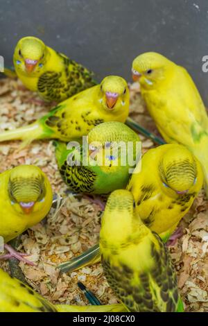 Une cage de perroquets mignons à vendre sur le marché aux fleurs et aux oiseaux Banque D'Images