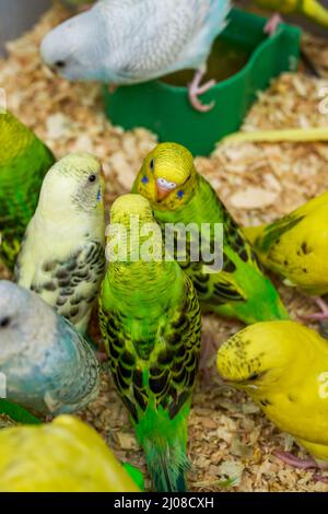 Une cage de perroquets mignons à vendre sur le marché aux fleurs et aux oiseaux Banque D'Images