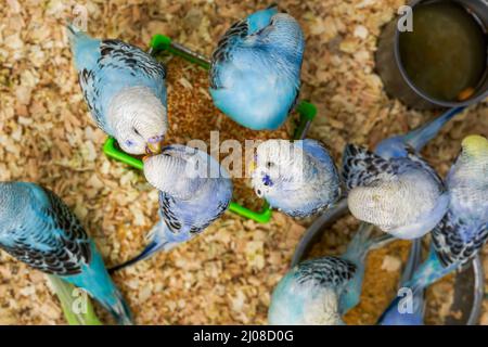 Une cage de perroquets mignons à vendre sur le marché aux fleurs et aux oiseaux Banque D'Images