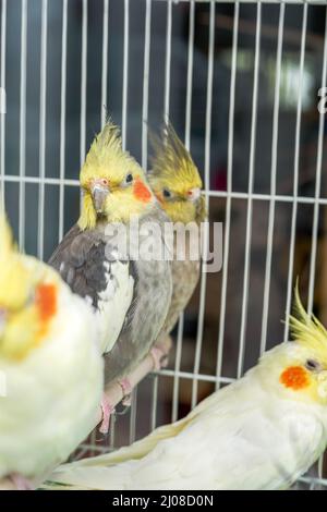 Une cage de perroquets mignons à vendre sur le marché aux fleurs et aux oiseaux Banque D'Images