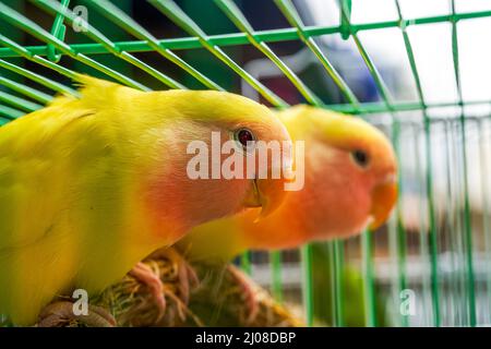 Une cage de perroquets mignons à vendre sur le marché aux fleurs et aux oiseaux Banque D'Images