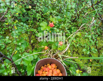 Gros plan mug de voyage en titane plein de mûre orange jaune nuberge, Rubus chamaemorus.Baie sauvage macro fraîche dans l'habitat naturel de la forêt arctique Banque D'Images