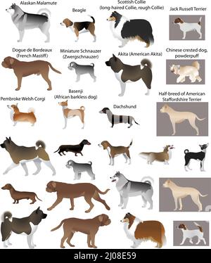 Collection de différentes races de chiens : dachshund, Jack Russel terrier, corgi, schnauzer, collie, basenji, akita, beagle, malamute Illustration de Vecteur