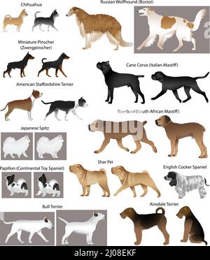 Collection de différentes races de chiens : amstaff, boerboel, papilon, chihuahua, sharpei, bull terrier, canne corso, pinscher, airedale terrier Illustration de Vecteur