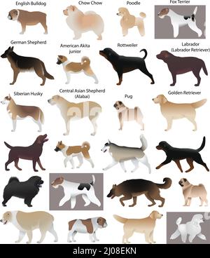 Collection de différentes races de chiens : fox terrier, husky, chow chow, poodle, berger, rottweiler, pug, bulldog, labrador, retriever, alabai, akita Illustration de Vecteur