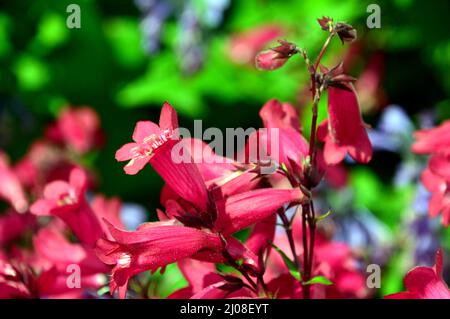 Red Penstemon (Beardtongues) 'Andenken an Friedrich Hahn' fleurs cultivées à RHS Garden Harlow Carr, Harrogate, Yorkshire, Angleterre, Royaume-Uni. Banque D'Images