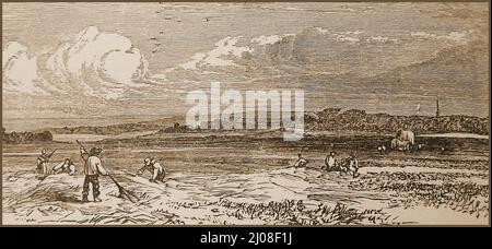 Les agriculteurs rassemblent du foin dans le champ où la bataille d'Agincourt a eu lieu en 1893. La bataille d'Agincourt / Azincourt a eu lieu le 25 octobre 1415 (Saint Crispin's Day) près d'Azincourt, dans le nord de la France. C'était une victoire surprise pour les Anglais dans la guerre de cent ans. Banque D'Images