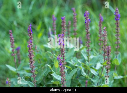 Salvia nemorosa 'Caradonna' Balkan Clary dans un jardin de campagne dans un style rustique romantique. Banque D'Images
