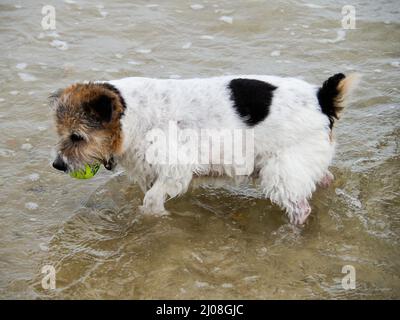 Gros plan d'un petit chien noir et blanc pagayant dans la mer portant une balle de tennis dans sa bouche Banque D'Images