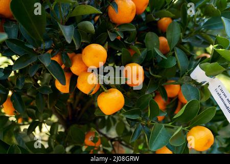 Branche d'agrumes en gros plan avec des fruits Banque D'Images