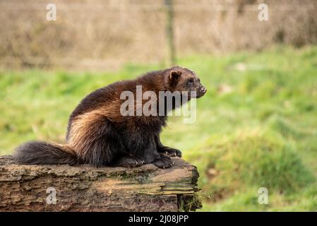 wolverine, Gulo gulo, glutton, carcajou, ou la cackhatch en profil se sont assis sur une bûche en décomposition Banque D'Images