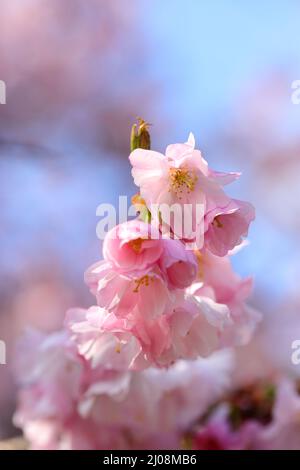 Belle fleur de printemps rose contre un ciel bleu sélectif foyer avec faible profondeur de champ Banque D'Images