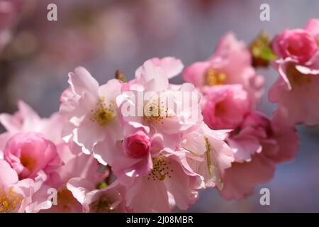 Belle fleur de printemps rose contre un ciel bleu sélectif foyer avec faible profondeur de champ Banque D'Images