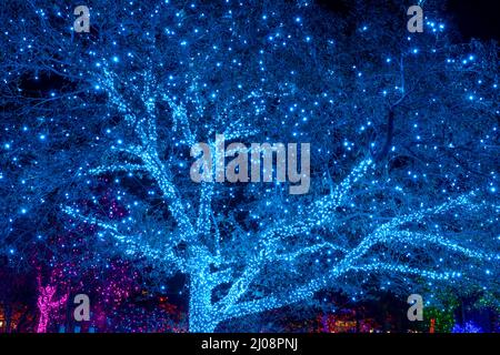 Tree of Lights - vue nocturne d'un arbre géant illuminé d'innombrables lumières à DEL blanches dans les jardins botaniques de Denver lors de son événement des Blossoms of Light de vacances. Banque D'Images