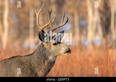 Autumn Bull Mule Deer - Gros plan d'un cerf de taureau dans une forêt, le soir de l'automne. Parc régional de Chatfield, Colorado, États-Unis. Banque D'Images