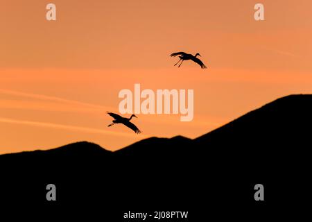 Vol dans le ciel du soir - une paire de grue Sandhill Crane volant dans un ciel de crépuscule coloré au-dessus de collines ondulantes. Nouveau-Mexique, États-Unis. Banque D'Images