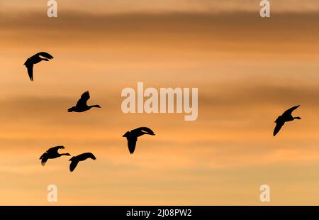 Oies volantes - Une équipe d'Oies canadiennes volant sur un ciel coloré de coucher de soleil d'hiver. Colorado, États-Unis. Banque D'Images