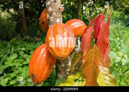 Gousses de cacao mûres, Côte d'Ivoire Banque D'Images