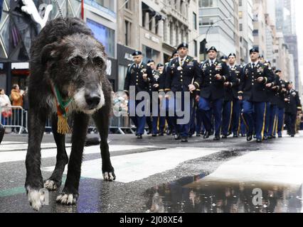 New York, États-Unis. 17th mars 2022. Le jeudi 17 mars 2022, un Wolf Hound irlandais monte sur la route du défilé à la St. Patrick's Day Parade, sur la Cinquième Avenue à New York. Photo de John Angelillo/UPI crédit: UPI/Alay Live News Banque D'Images