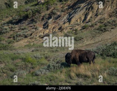 Un bison errant dans la prairie dans le parc national Theodore Roosevelt, Dakota du Nord. Banque D'Images