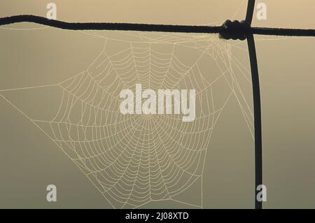Web Spider ORB. Liberty Corner, New Jersey. Toile d'araignée ORB sur la clôture de ferme en fil barbelé. Banque D'Images