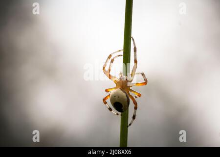 L'araignée femelle Marbled Orb weaver (Araneus marmoreus var. Pyramidatus) remonte la tige de la perge dans la prairie de Thompson Common à Norfolk Banque D'Images