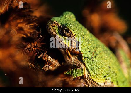 Grenouille d'arbre gris (Dryophytes versicolor) de près Banque D'Images