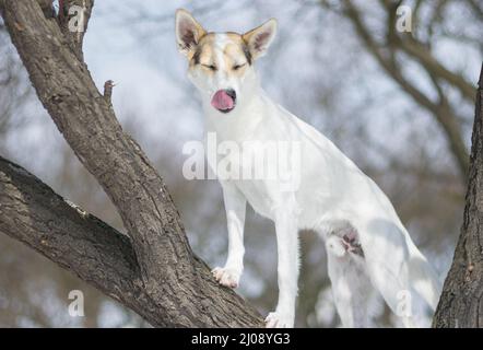 Chien de race blanche debout sur l'abricot en hiver et léchant Banque D'Images