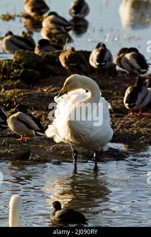 Whooper Swan à WWT Welney Banque D'Images