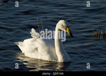 Whooper Swan à WWT Welney Banque D'Images