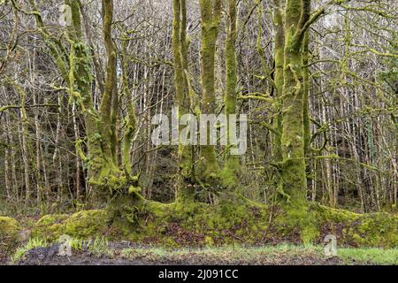 Arbres anciens et mousseux, sans feuilles en hiver. Banque D'Images