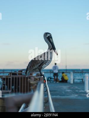 Plan vertical d'un Pelican sur les rails métalliques de la jetée au-dessus de l'eau de mer au coucher du soleil Banque D'Images