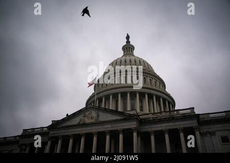 Washington, États-Unis. 17th mars 2022. Un oiseau survole le Capitole des États-Unis à Washington, DC, États-Unis, le jeudi 17 mars, 2022. Photographe: Al Drago/Pool/Sipa USA crédit: SIPA USA/Alay Live News Banque D'Images