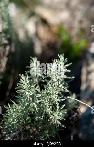 Helichrysum italicum est une plante à fleurs de la famille des Asteraceae. Il pousse sur un sol sec, rocheux ou sablonneux autour de la Méditerranée. Banque D'Images